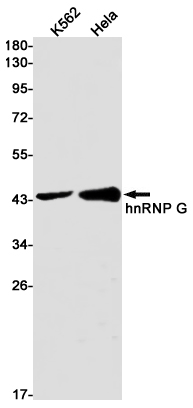 2 - hnRNP G Rabbit mAb AP75559