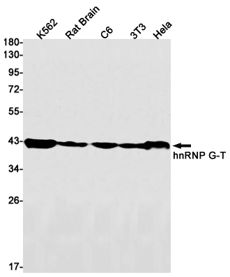 1 - hnRNP G T Rabbit mAb AP75560