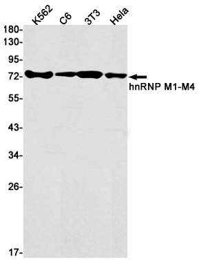 2 - hnRNP M Rabbit mAb AP75564