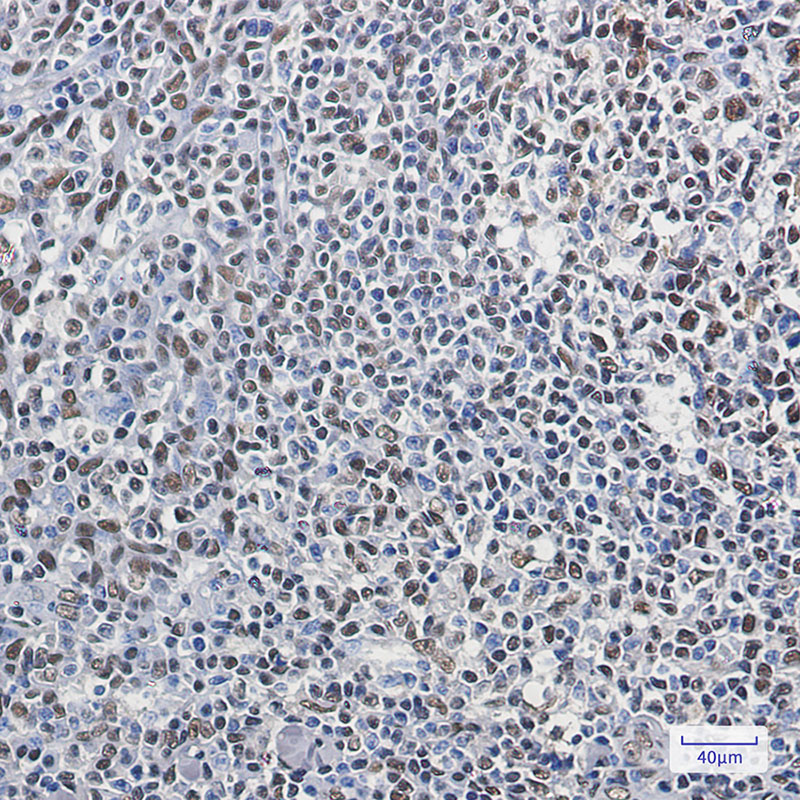 0 - hnRNP Q Rabbit mAb AP75565