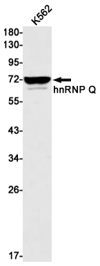 2 - hnRNP Q Rabbit mAb AP75565