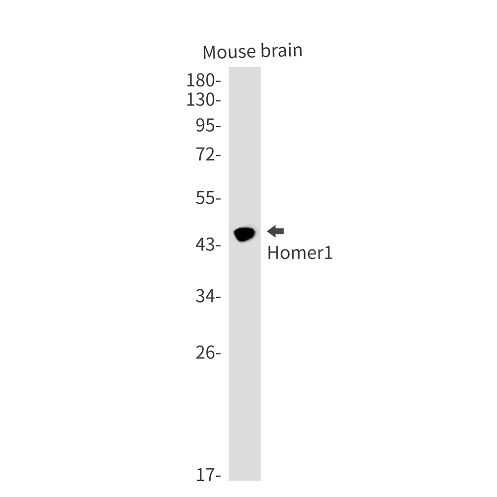 1 - Homer1 Rabbit mAb AP75566