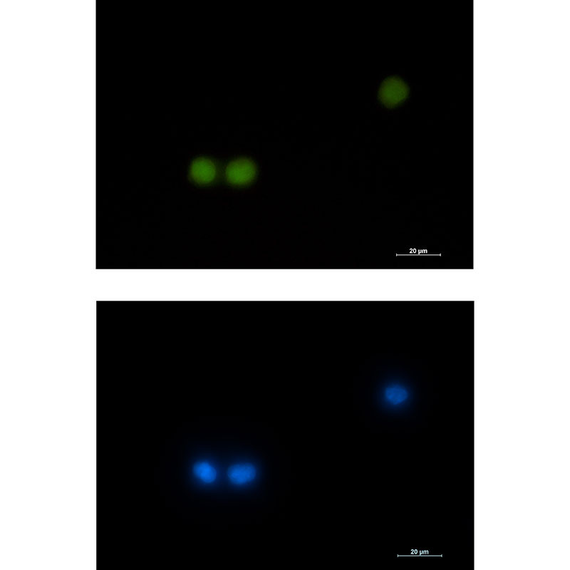 1 - HOXB4 Rabbit mAb AP75568