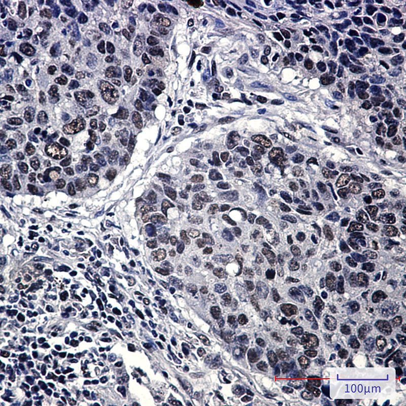 2 - HP1 gamma Rabbit mAb AP75571