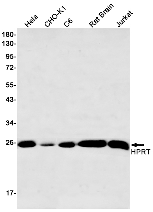 1 - HPRT Rabbit mAb AP75573