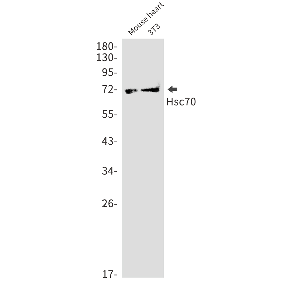 1 - Hsc70 Rabbit mAb AP75575
