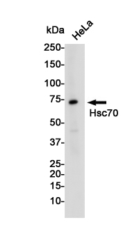 2 - Hsc70 Rabbit mAb AP75575