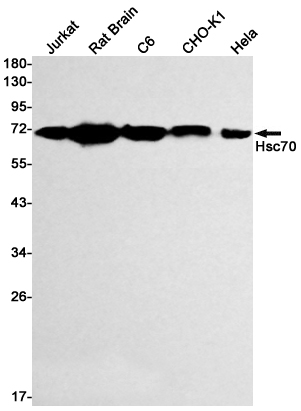 8 - Hsc70 Rabbit mAb AP75575