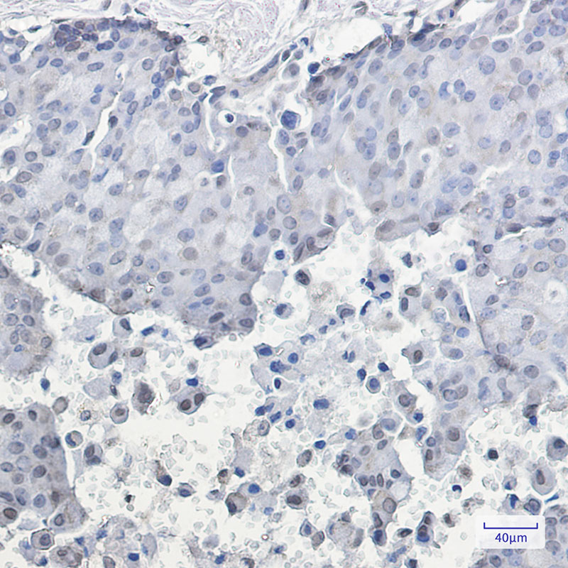 0 - [KO]Phospho-HSF1 (Ser326) Rabbit mAb AP75577