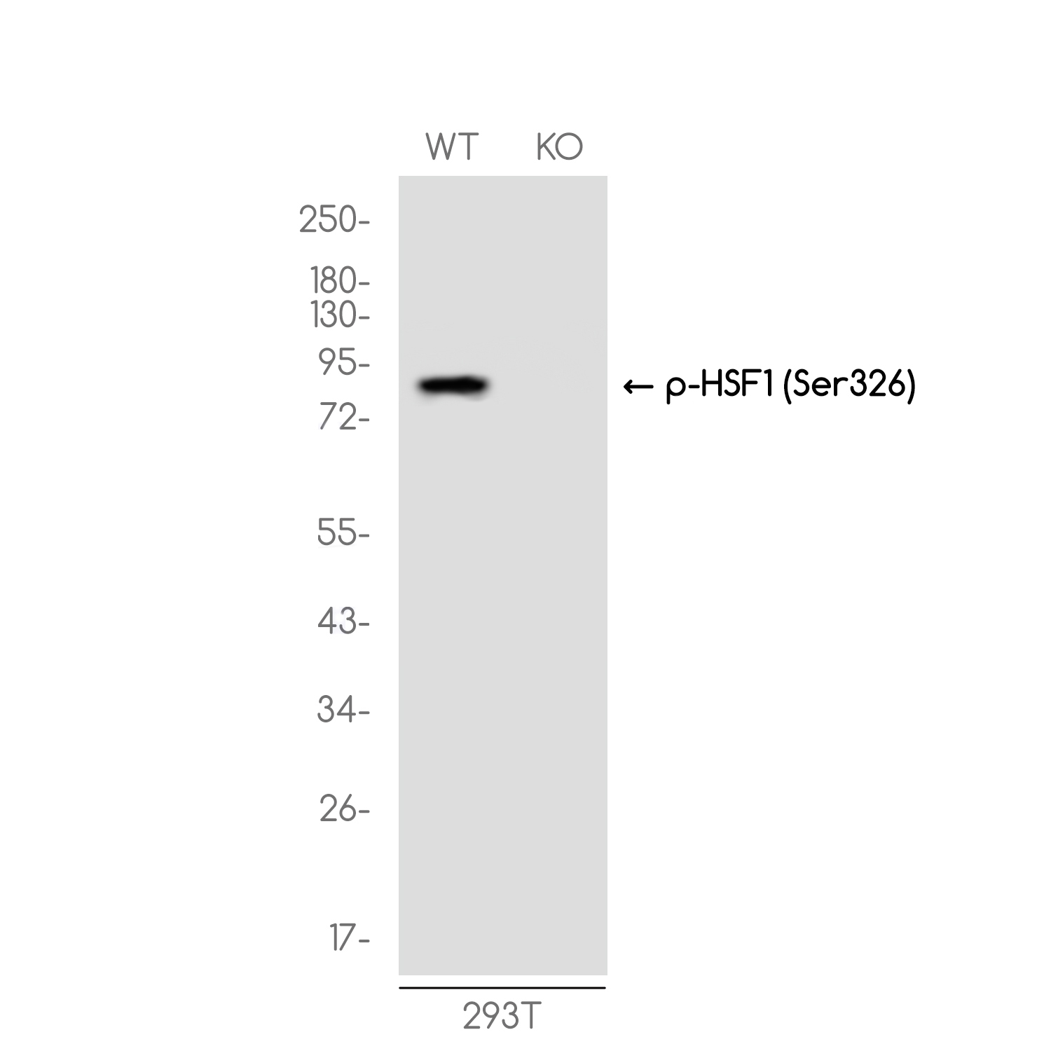 1 - [KO]Phospho-HSF1 (Ser326) Rabbit mAb AP75577