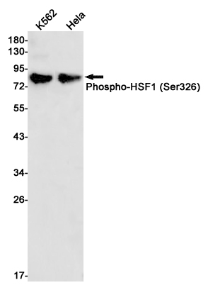 2 - [KO]Phospho-HSF1 (Ser326) Rabbit mAb AP75577