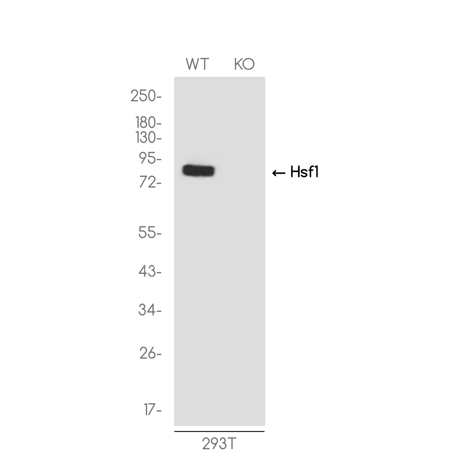 1 - [KO]HSF1 Rabbit mAb AP75578
