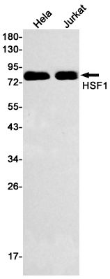 2 - [KO]HSF1 Rabbit mAb AP75578