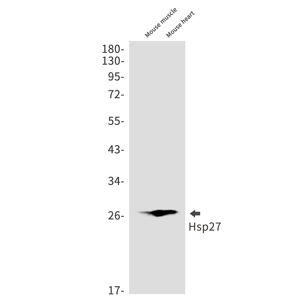 1 - Hsp27 Rabbit mAb AP75580