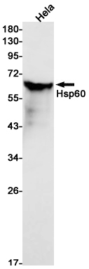 2 - Hsp60 Rabbit mAb AP75581