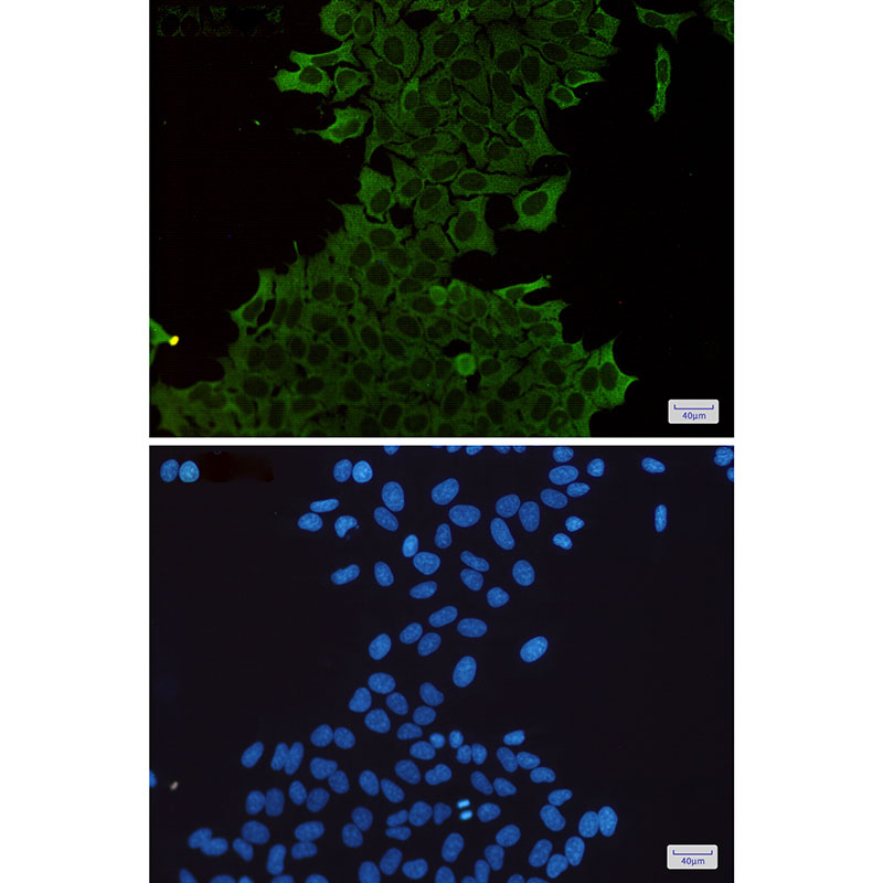 2 - Hsp70 Rabbit mAb AP75583