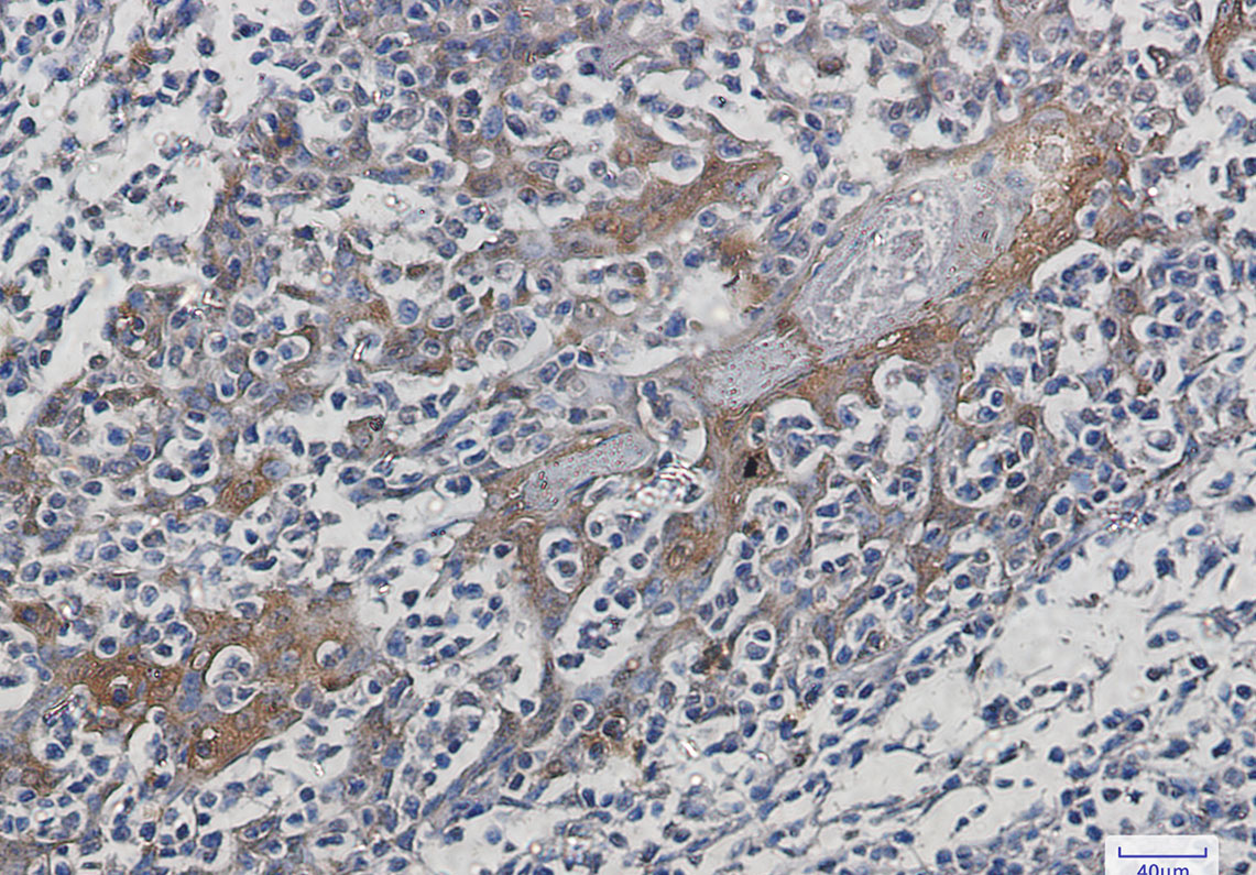 8 - Hsp70 Rabbit mAb AP75583