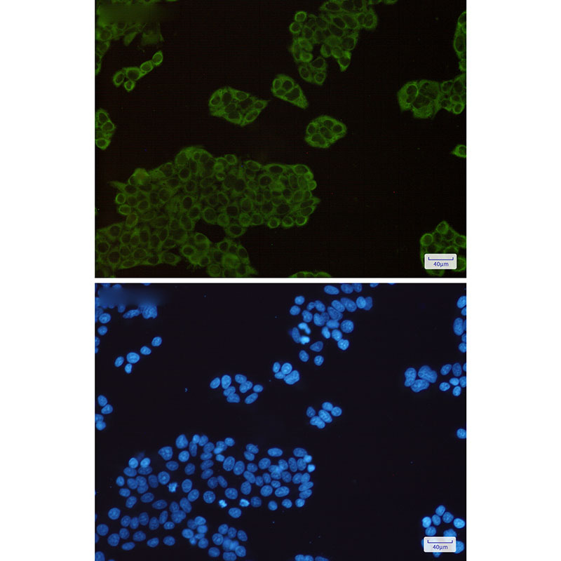 2 - Hsp90 alpha/beta Rabbit mAb AP75585