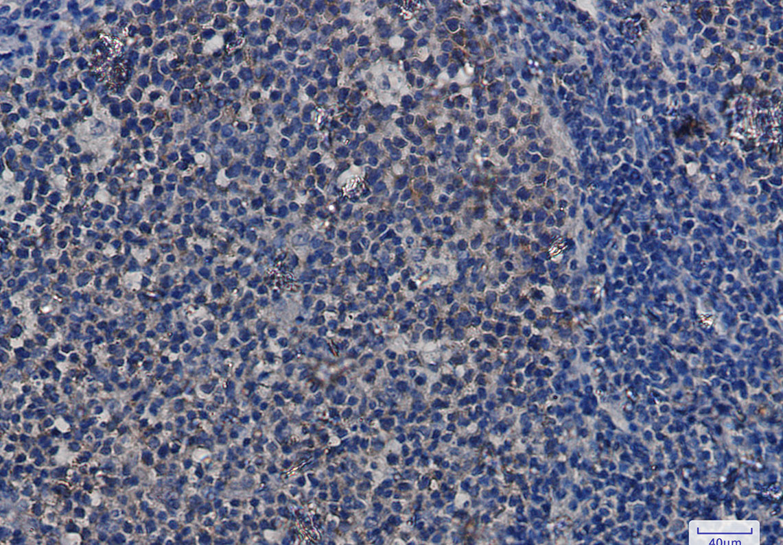 4 - Hsp90 alpha/beta Rabbit mAb AP75585