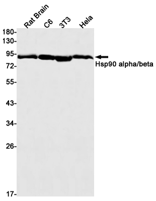 1 - Hsp90 alpha/beta Rabbit mAb AP75585