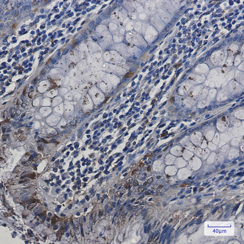 0 - [KO]HspA2 Rabbit mAb AP75586