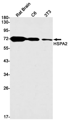 2 - [KO]HspA2 Rabbit mAb AP75586