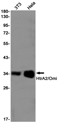 1 - HtrA2 / Omi Rabbit mAb AP75587
