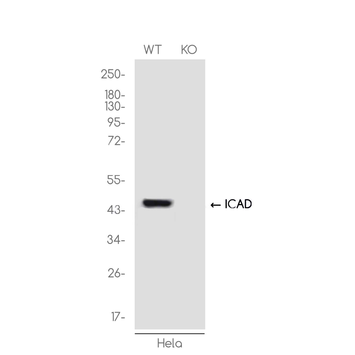 1 - [KO]ICAD Rabbit mAb AP75589