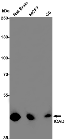 0 - [KO]ICAD Rabbit mAb AP75589