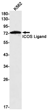 1 - ICOS Ligand/ICOSL Rabbit mAb AP75591