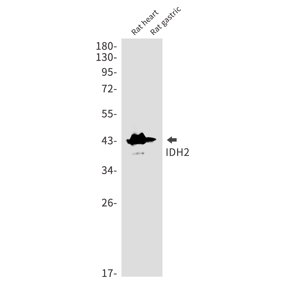 1 - IDH2 Rabbit mAb AP75593