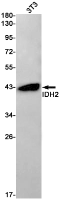 2 - IDH2 Rabbit mAb AP75593