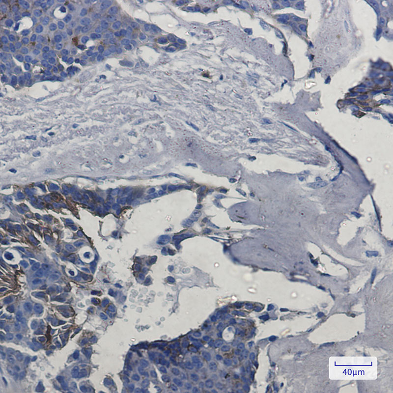 8 - IFITM1 Rabbit mAb AP75594
