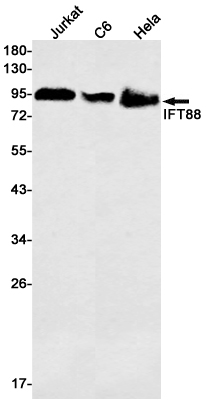 4 - IFT88 Rabbit mAb AP75596