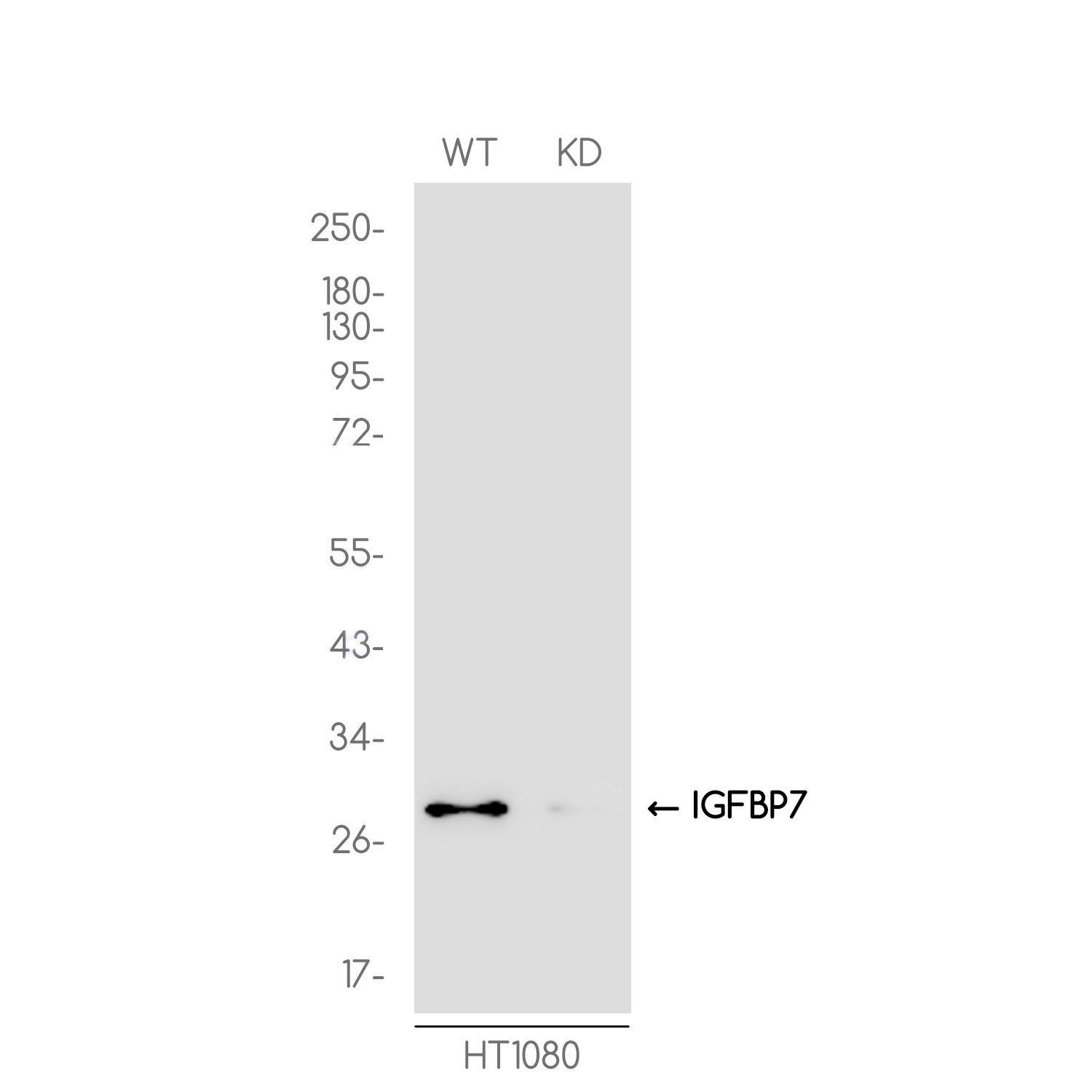 1 - [KD]IGFBP7 Rabbit mAb AP75601