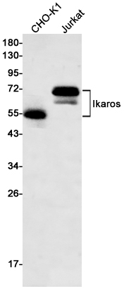 1 - Ikaros Rabbit mAb AP75602