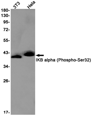 1 - Phospho-IKB alpha (Ser32) Rabbit mAb AP75603