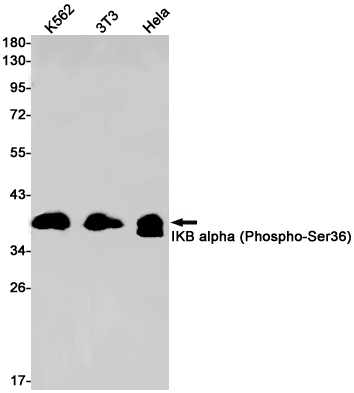 1 - Phospho-IKB alpha (Ser36) Rabbit mAb AP75604