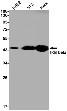 1 - IKB beta Rabbit mAb AP75605