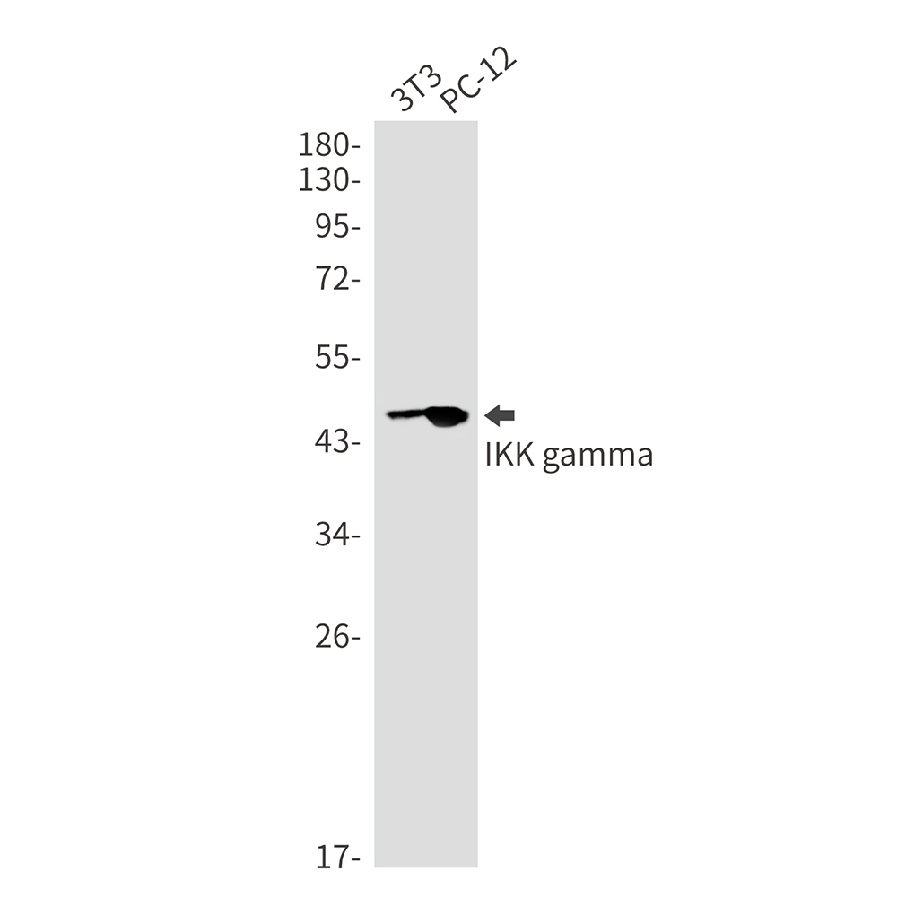 1 - IKK gamma Rabbit mAb AP75609