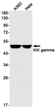 2 - IKK gamma Rabbit mAb AP75609