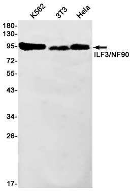 2 - ILF3 Rabbit mAb AP75613