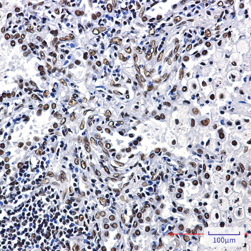 2 - ILF3 Rabbit mAb AP75614