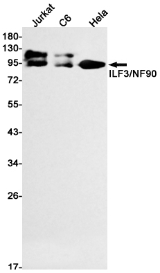 1 - ILF3 Rabbit mAb AP75614