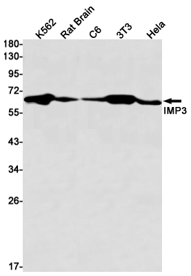 1 - IMP3 Rabbit mAb AP75615