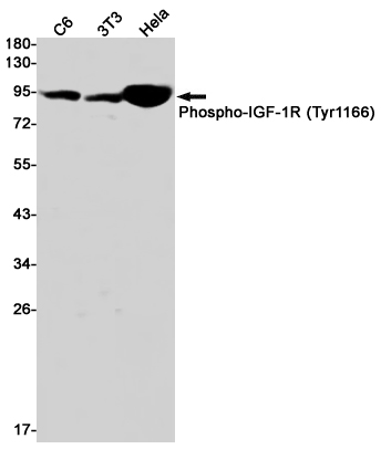 1 - Phospho-IGF1 Receptor (Tyr1166) Rabbit mAb AP75622