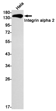 1 - Integrin alpha 2 Rabbit mAb AP75623