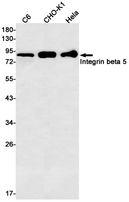 1 - Integrin beta 5 Rabbit mAb AP75625