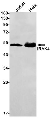 1 - IRAK4 Rabbit mAb AP75629