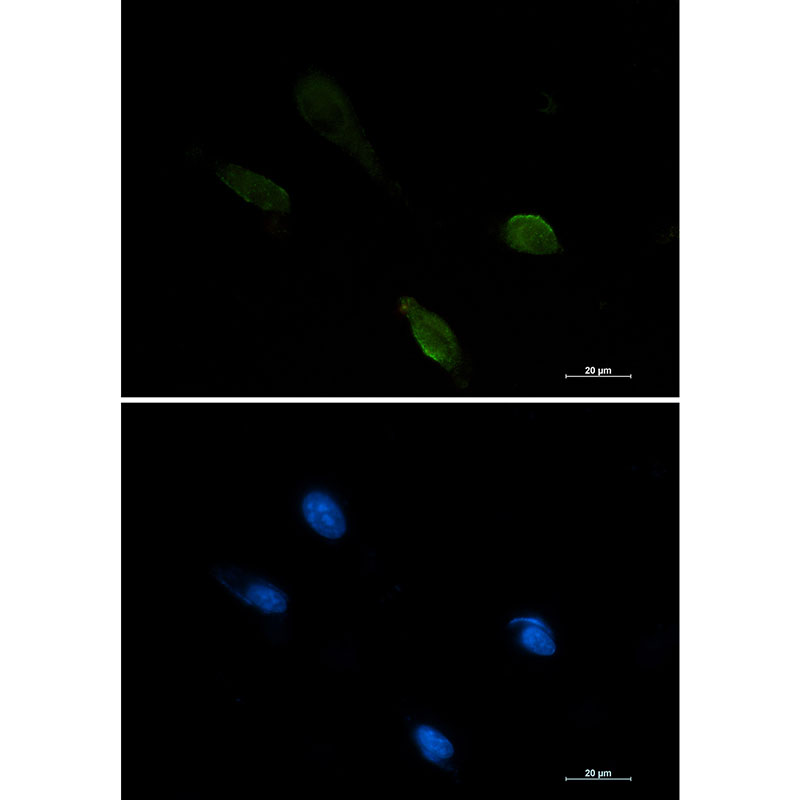 1 - IRF1 Rabbit mAb AP75631